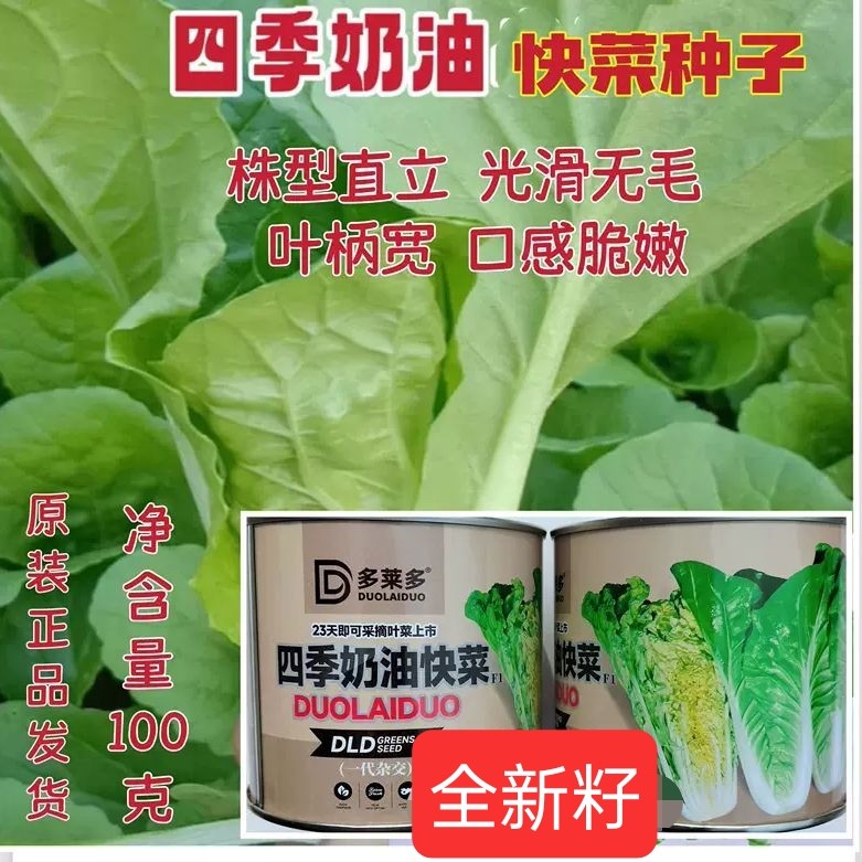四季奶油快菜种子种籽四季小白菜蔬菜青菜菜籽孑种莱快菜种籽菜种