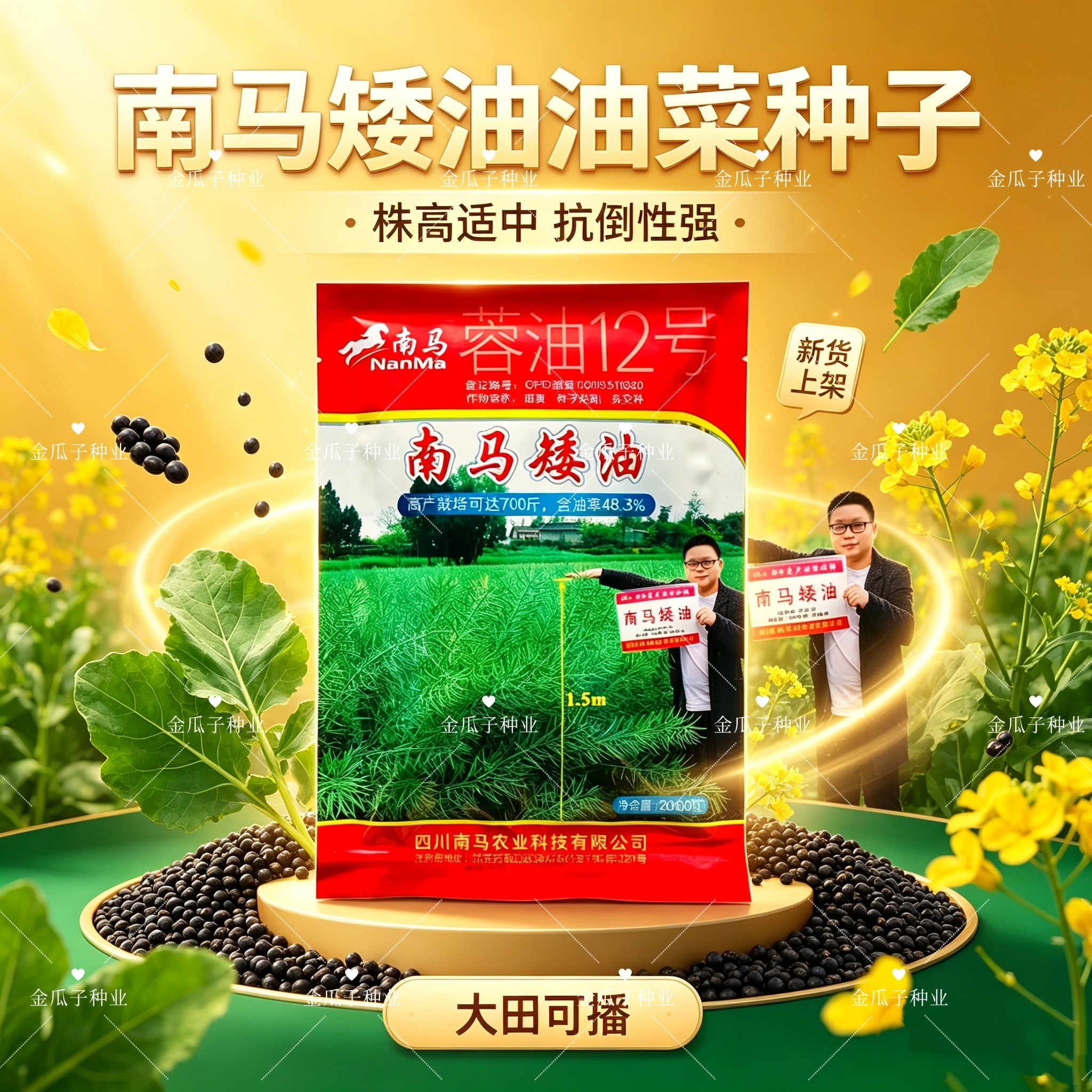 南马矮油杂交油菜种子高产矮杆黑油菜籽种籽农家菜园秋季播油菜籽