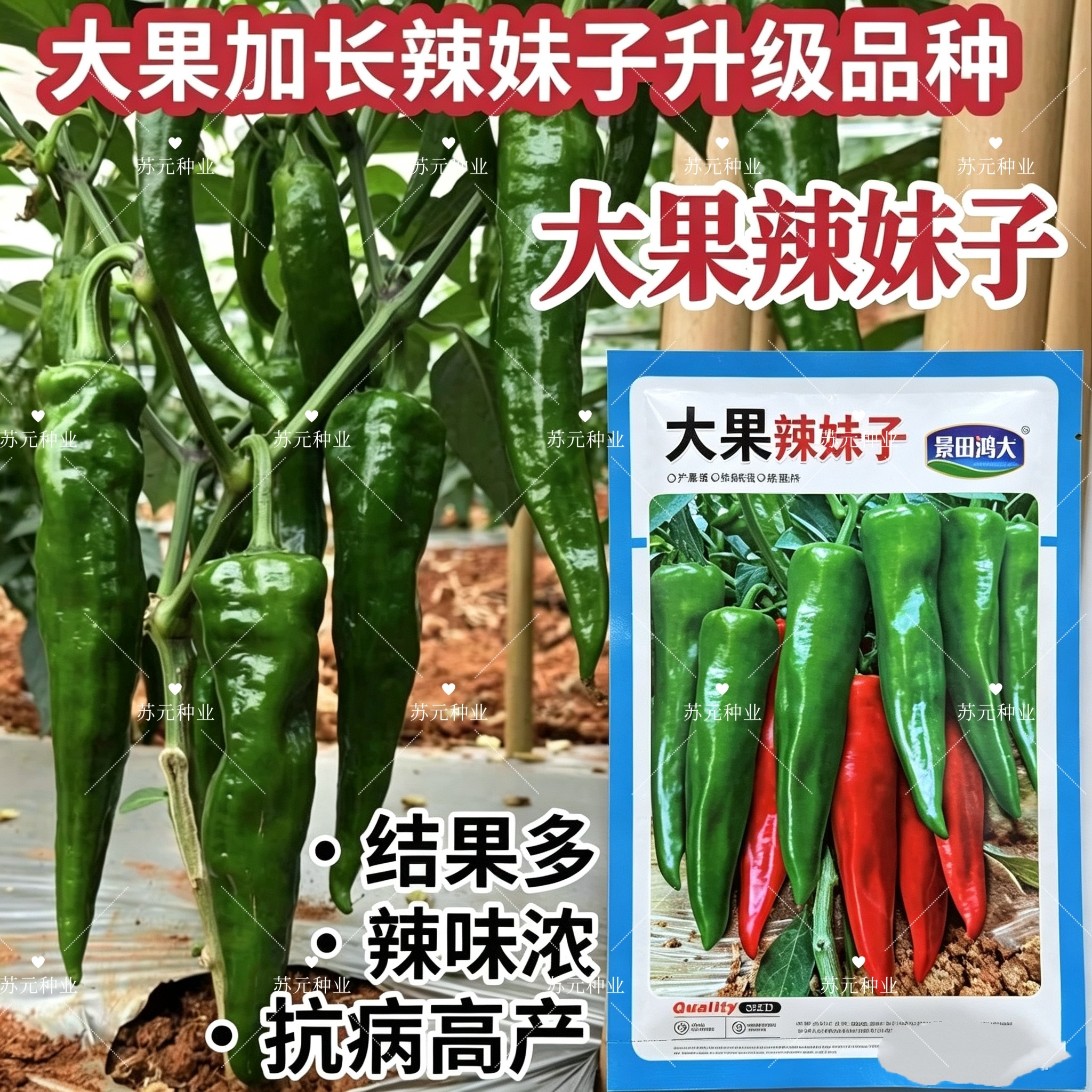 景田鸿大大果辣妹子辣椒种子青红绿两用辣椒早熟抗病辣味浓辣椒孑