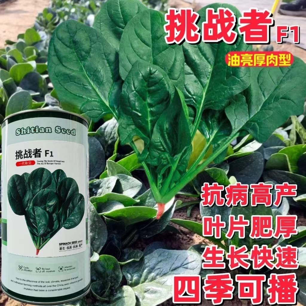 挑战者菠菜种子耐热耐寒阳台蔬菜种籽抗病耐抽苔四季播墨绿菠菜孑