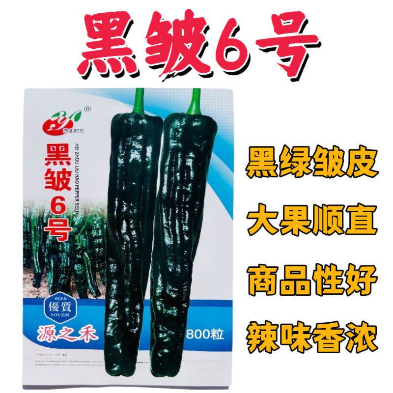 黑皱6号皱皮椒种子中早熟黑绿羊角椒种籽薄皮皱皱椒四季辣椒种孑