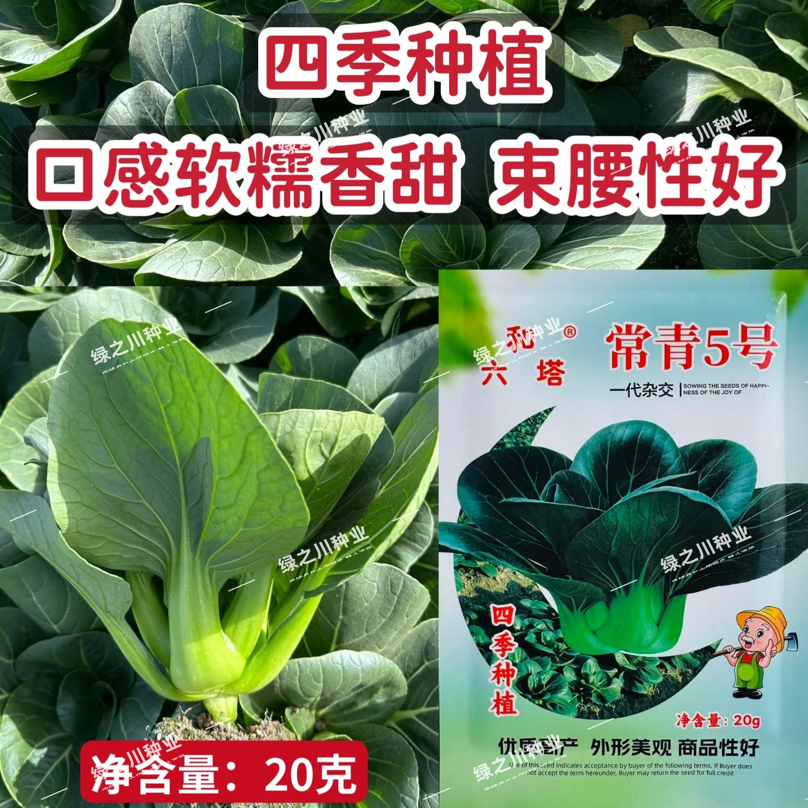 常青5号青菜种子四季种植软糯香甜苏州青种子鸡毛菜种子易种菜籽