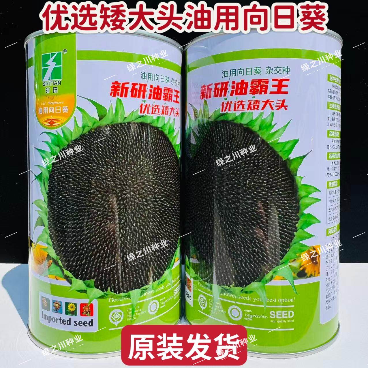 新研油霸王油葵种子优选油葵种子超级矮大头葵花油用向日葵种子