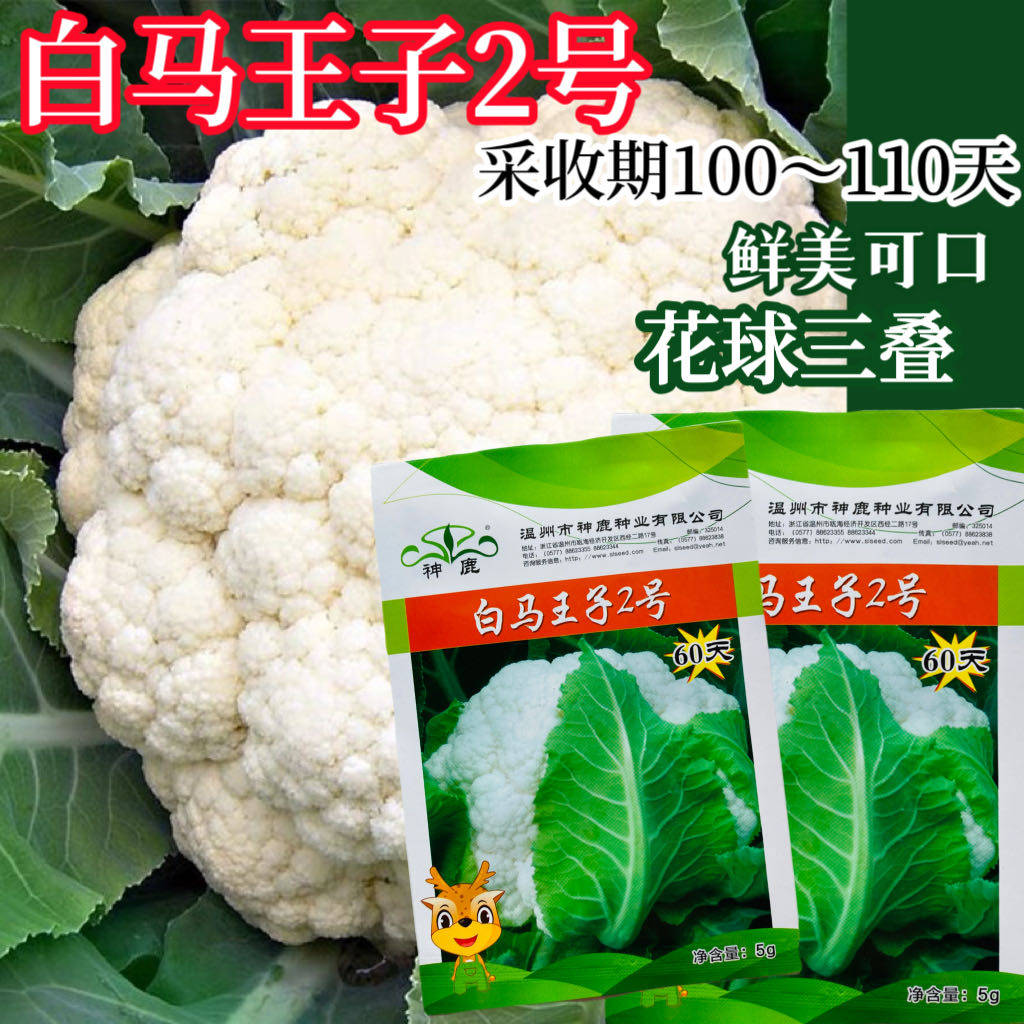 白马王子2号60天白花菜种子早熟花椰菜秋冬季紧实型白花菜种