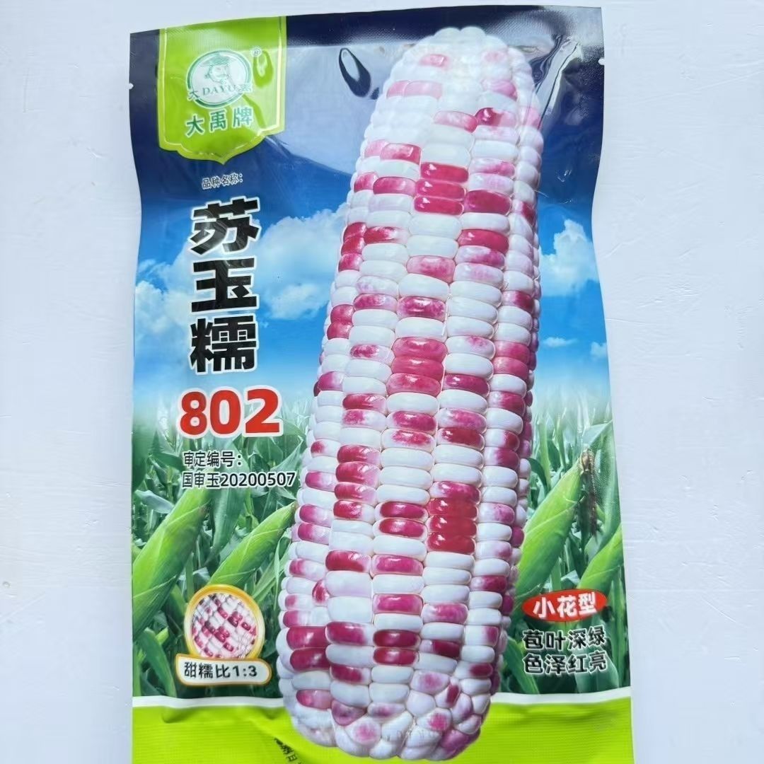 大禹苏玉糯802彩糯玉米种子鲜食糯玉米种子春秋高产甜糯玉米种子