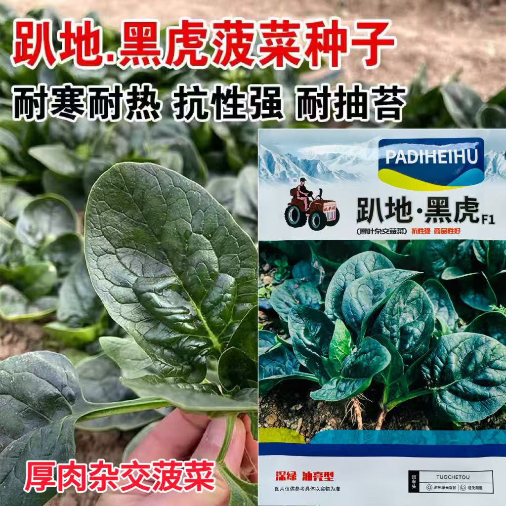 趴地黑虎菠菜种子耐寒越冬老品种大叶波菜种子秋季籽种四季蔬菜孑