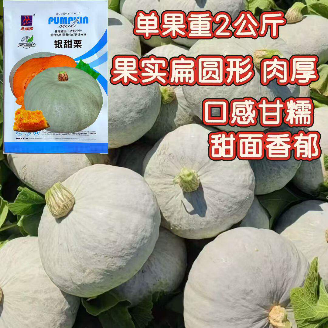 银甜栗南瓜种子板栗种籽糯甜干面肉厚杂交银灰色扁圆南瓜籽