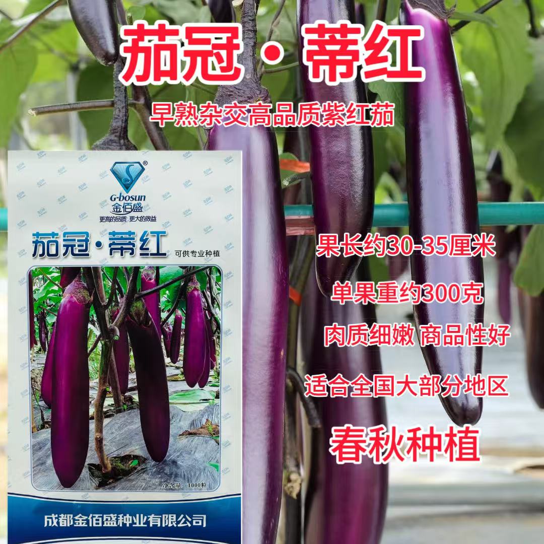 茄冠蒂红早熟杂交茄子种子肉质细嫩商品性好果皮油黑靓丽皮薄籽少