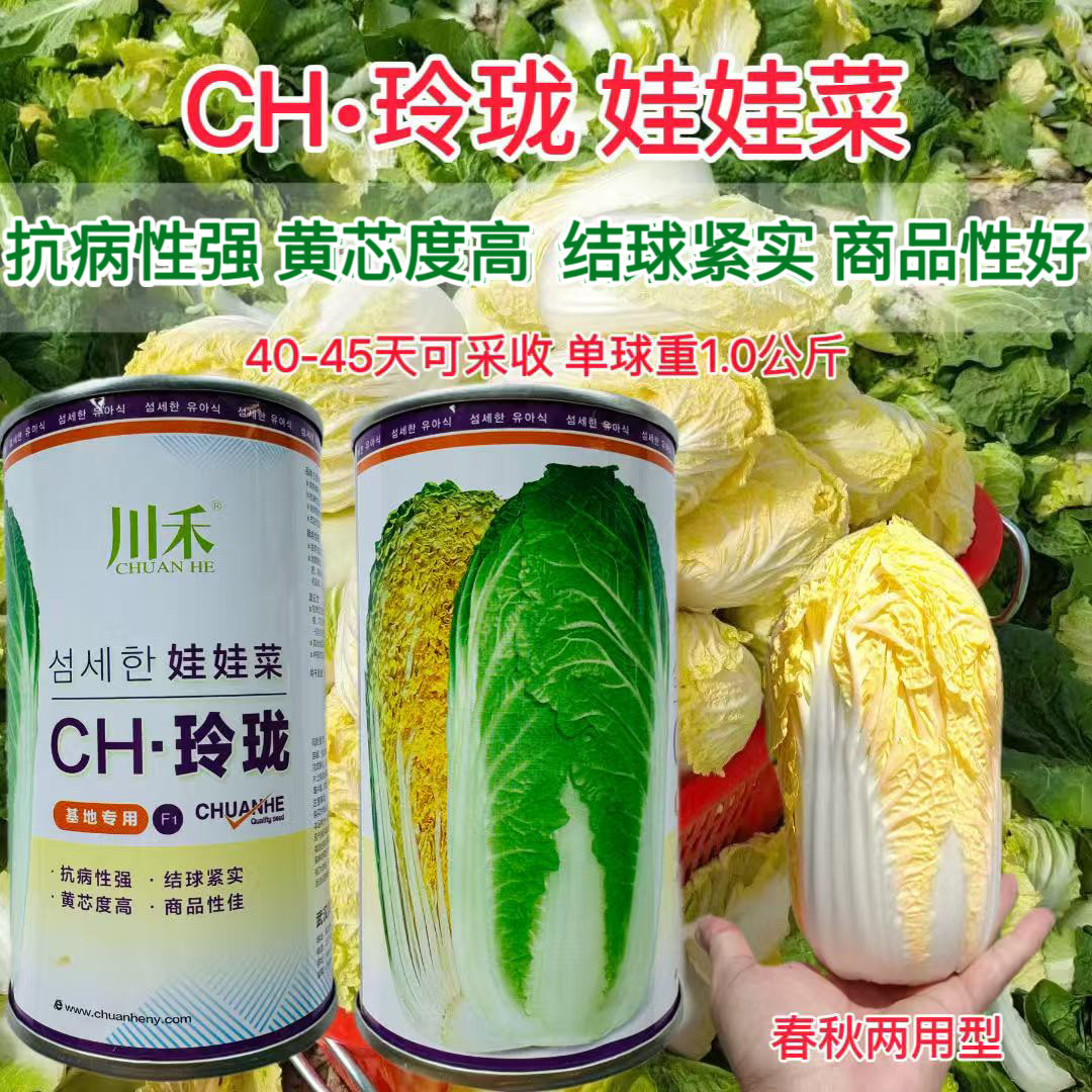 CH玲珑娃娃菜种子黄心黄芯早熟抗病耐寒耐抽苔春秋娃娃白菜种子籽