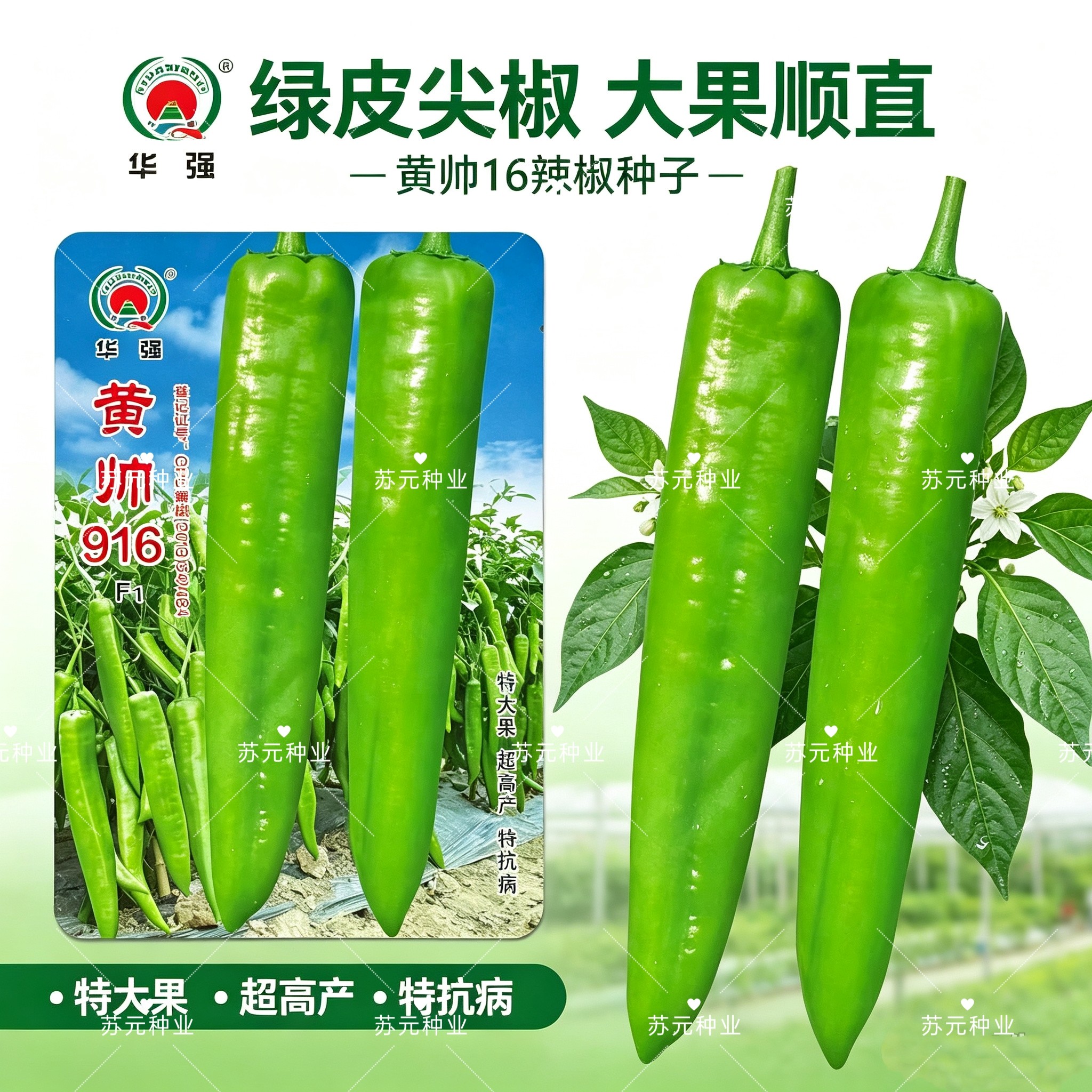 华强黄帅916辣椒种子大果型早熟黄皮辣椒蔬菜种子大田种春秋播