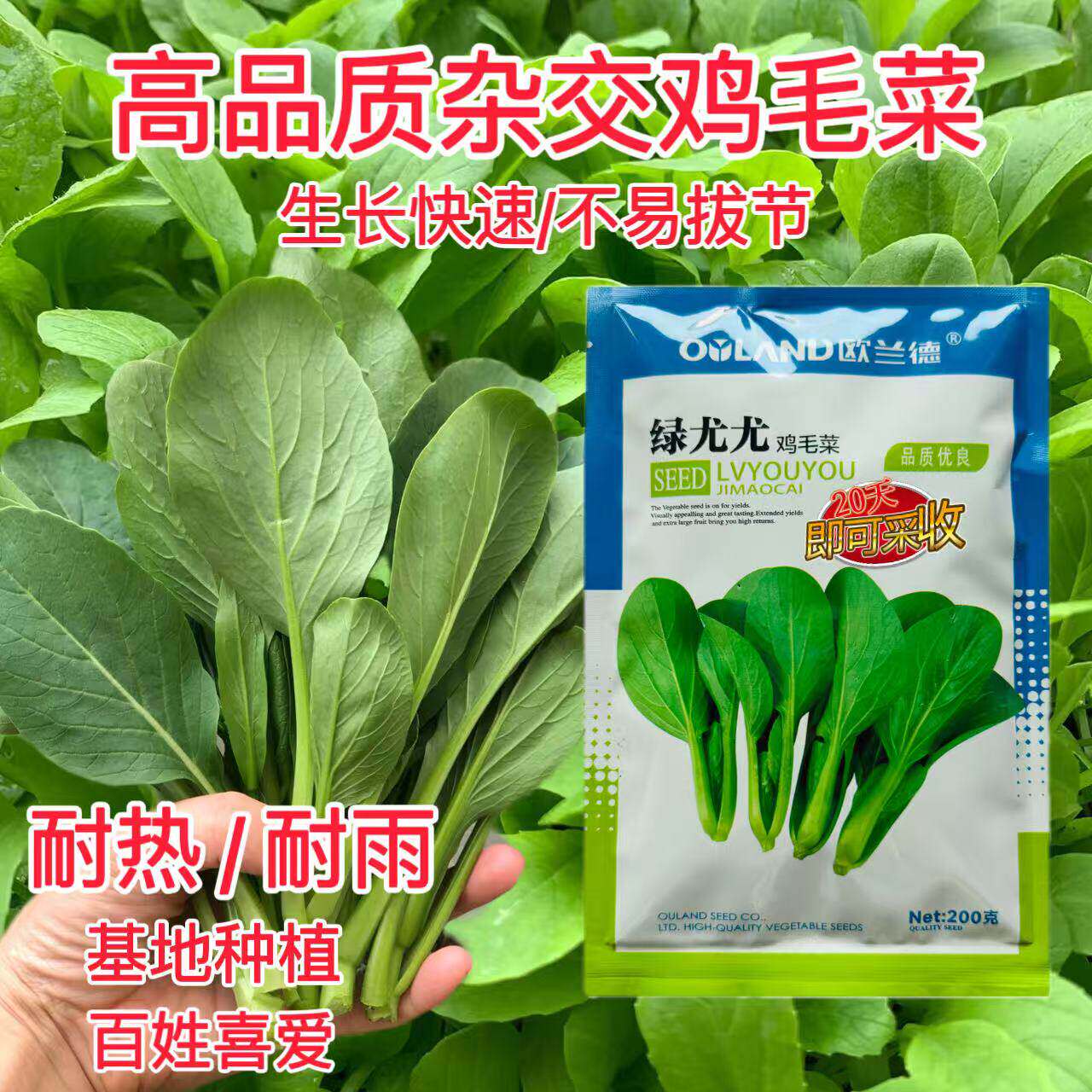 欧兰德杂交青梗菜耐热耐湿绿尤尤鸡毛菜种子夏秋季播速生鸡毛菜籽