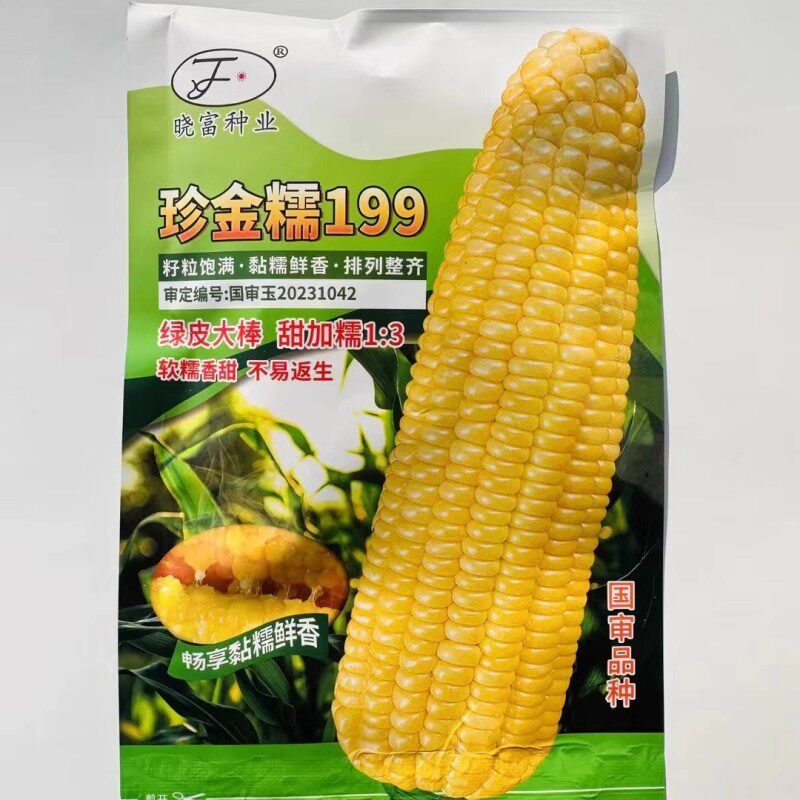 珍金糯199黄甜糯玉米种子北方东北鲜食水果玉米种子春夏播种