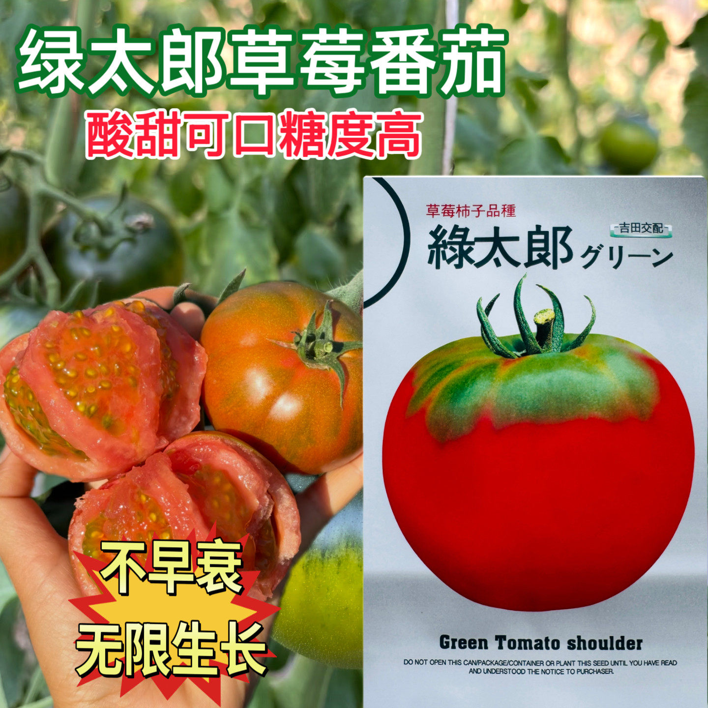 绿太郎番茄草莓柿子带绿肩西红柿种子日本引进高抗病深粉红口感好