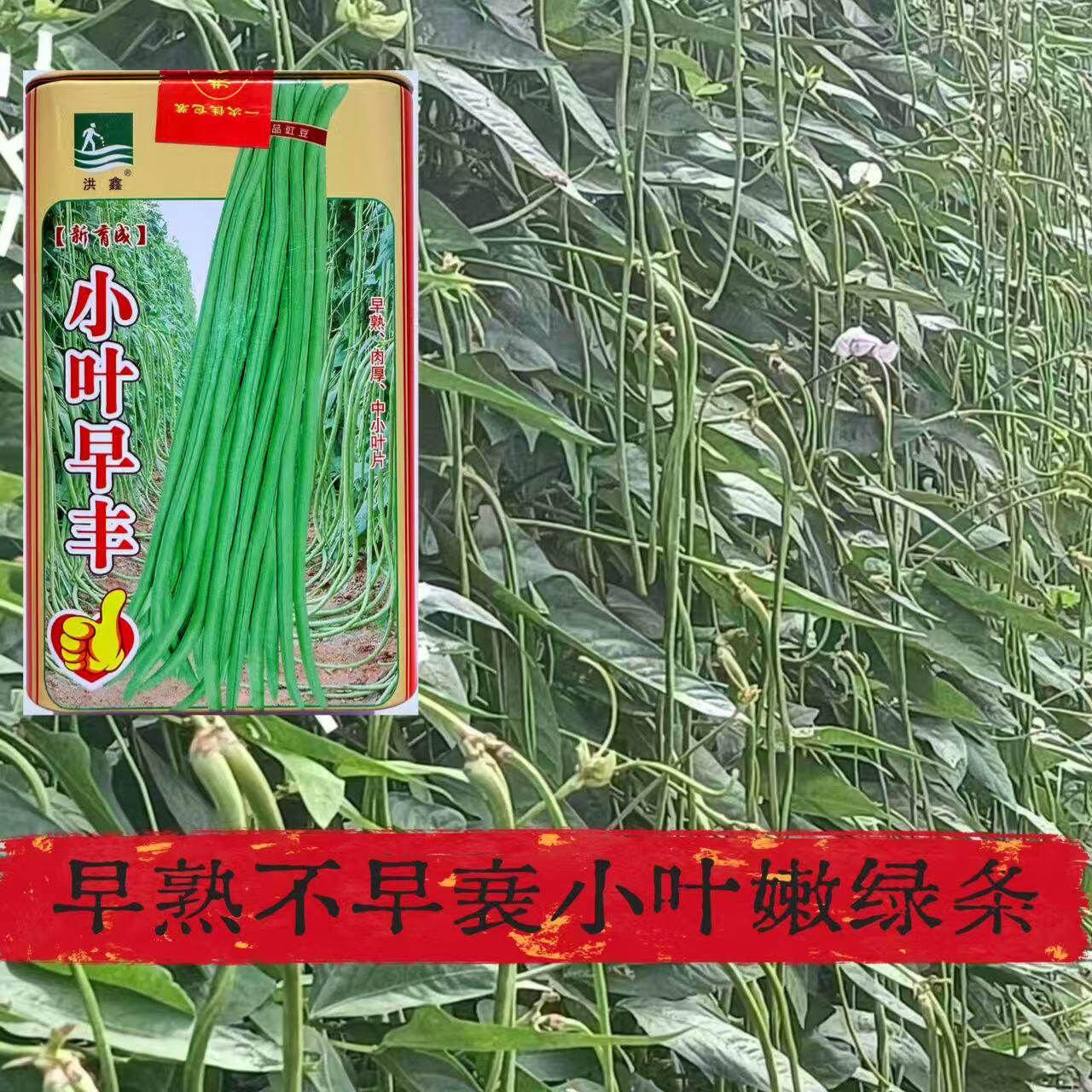 小叶早丰豇豆种子罐装特长春播秋播高产早熟抗病优质无筋豆角种子