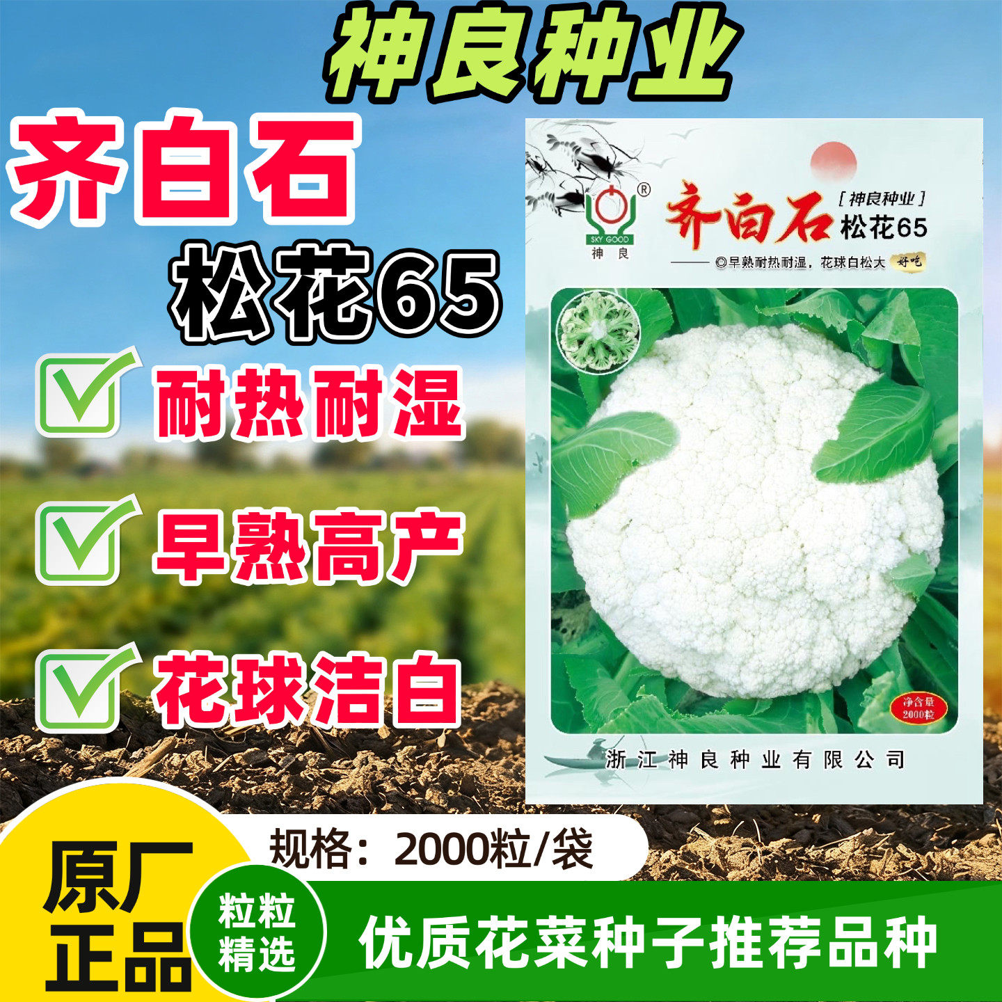 齐白石松花65花菜种子夏天耐热菜种子白花菜花椰菜种籽