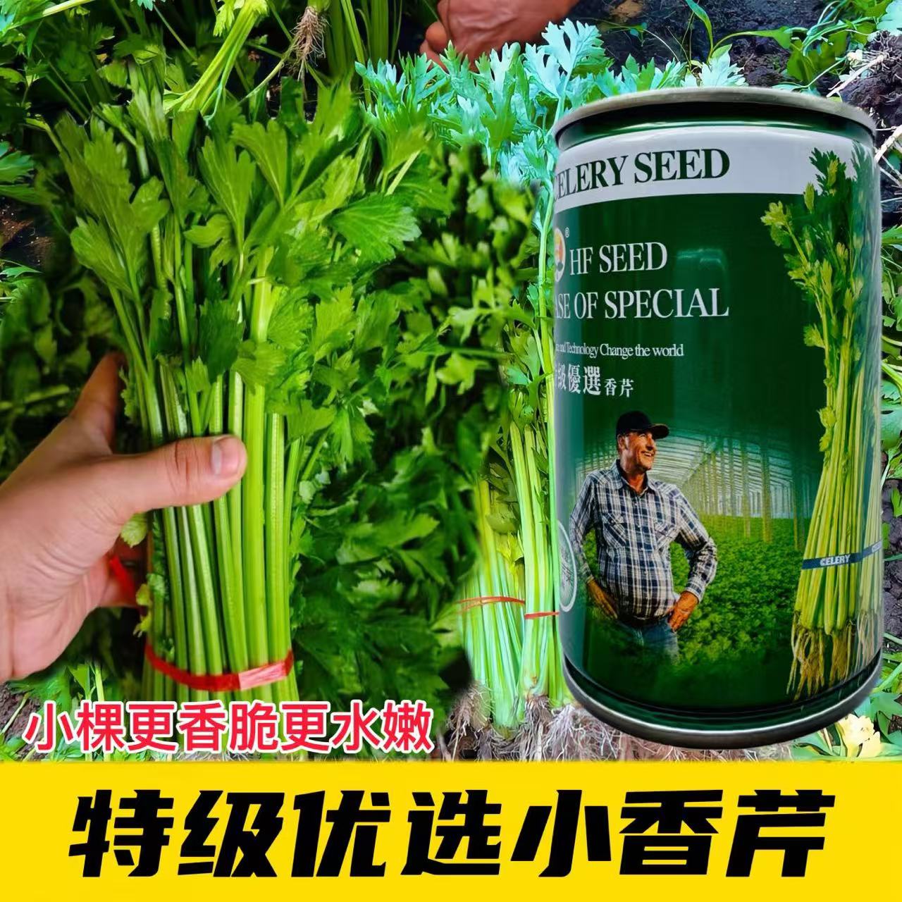 特级优选小香芹种子耐热抗抽苔小芹不易白杆抗病强大面积高产批发