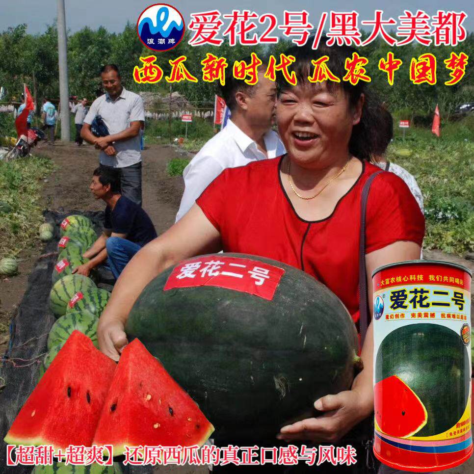 爱花二号西瓜种子爱花2号大西瓜种子种籽巨型超大西瓜大面积种植