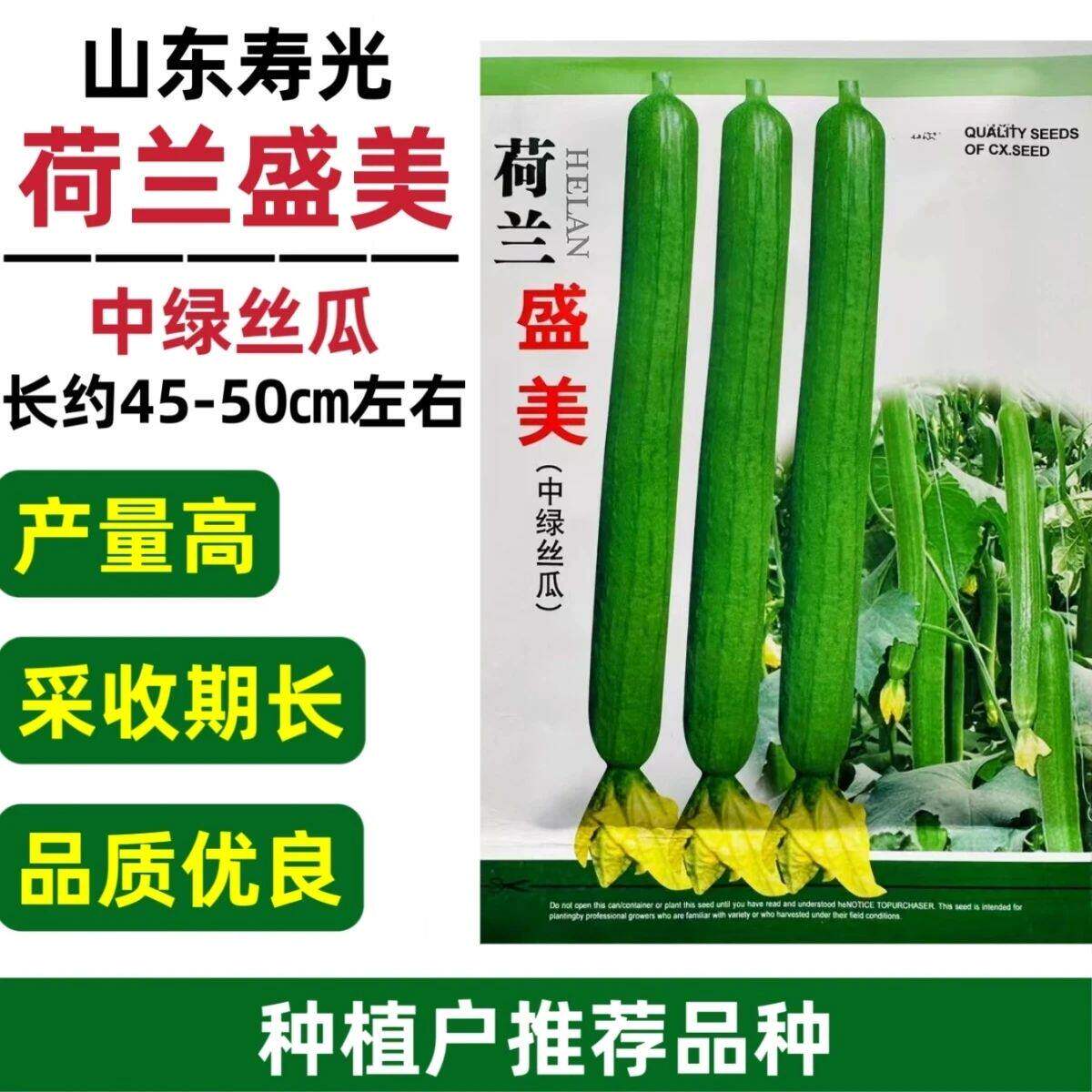山东寿光荷兰盛美丝瓜种子特长中绿丝瓜种籽高产早熟采收期长春季