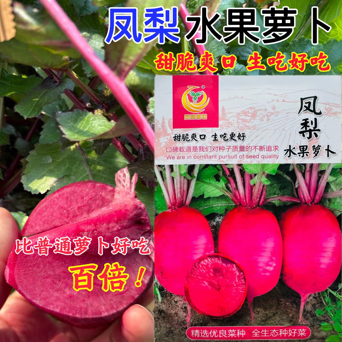 凤鸣雅世凤梨水果萝卜种子种籽杂光紫皮紫肉甜脆多汁秋播大田高产