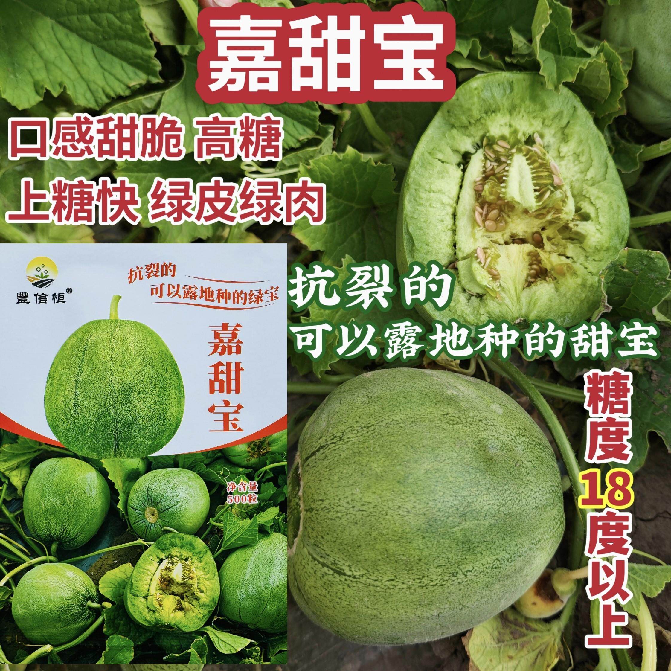 嘉甜宝绿皮甜宝瓜种子早熟高产绿皮绿肉甜瓜种子抗病抗逆春秋基地
