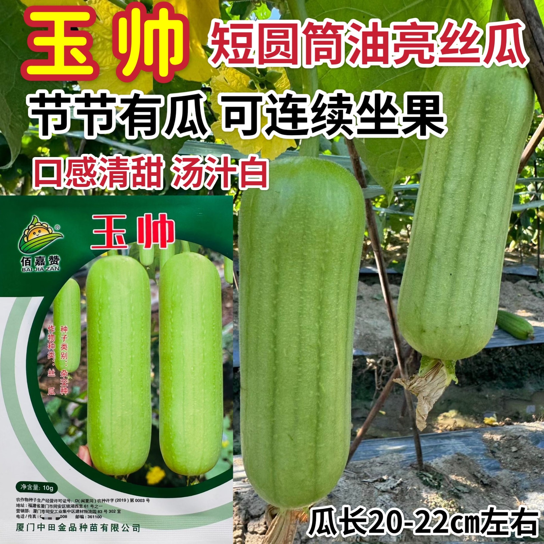 玉帅丝瓜种子短圆筒形短棒白玉丝瓜种籽节节有瓜口感清甜汤汁白