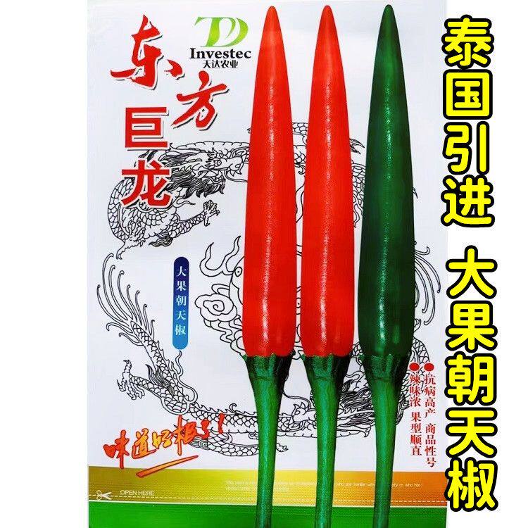 东方巨龙泰国引进朝天椒种子大果型中早熟果实顺直抗病高产商品好