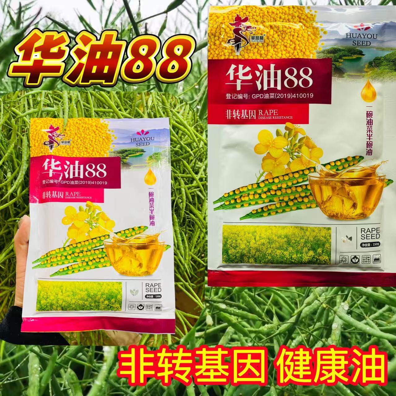 华油88纯黄籽油菜种子出油率高矮秆抗倒伏抗病早熟高产黄油菜种子