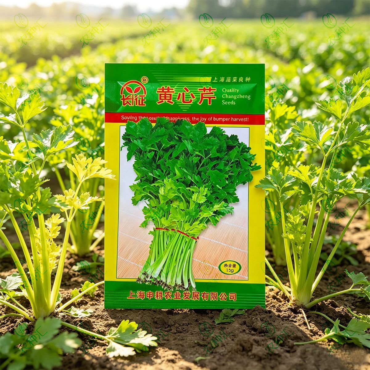 黄空心芹种子四季空心黄心芹菜种籽小香芹黄嫩西芹春秋种子孑