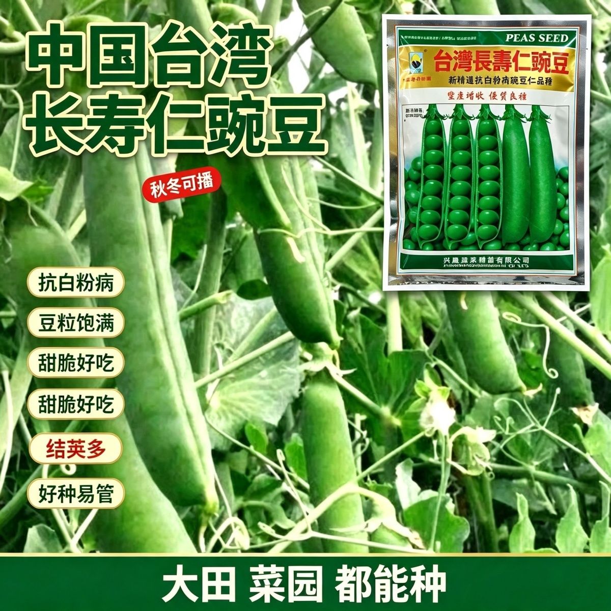 台湾长寿仁豌豆种子高产耐热抗病大粒味甜荷兰豆籽大田用种蔬菜子