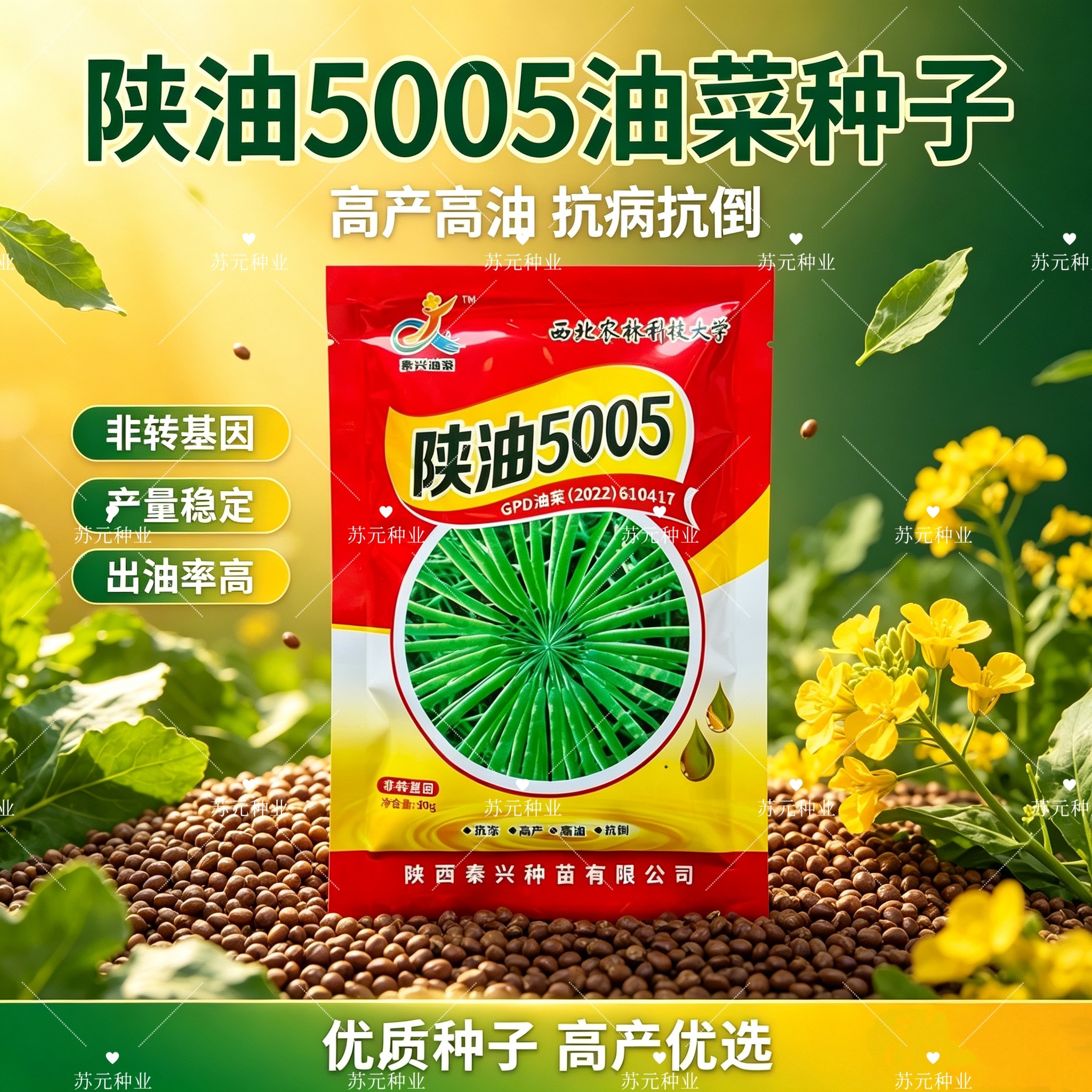 陕油5005油菜种子三系杂交高产高油抗倒伏抗寒油菜籽种子非转基因