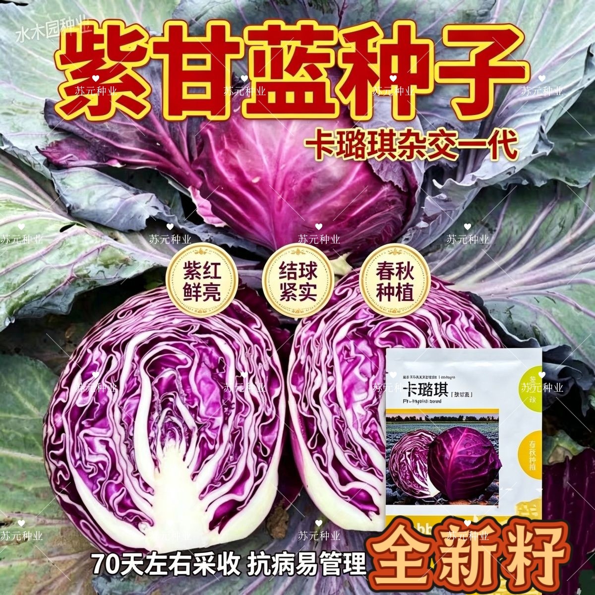 璐通卡璐琪中熟杂交一代紫甘蓝种子叶球圆球紧实高产抗病春秋种植