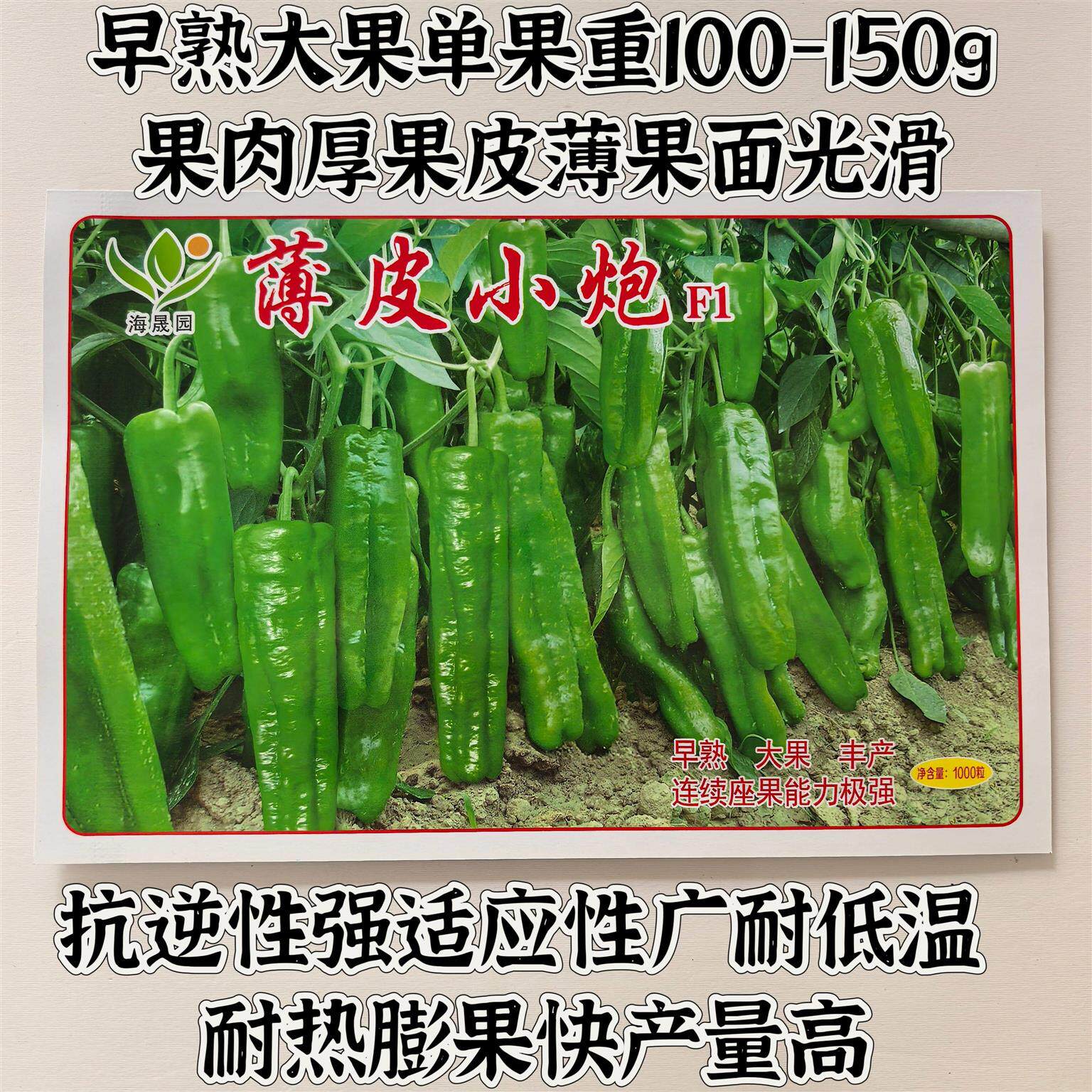 薄皮小炮辣椒种子早熟高产抗病耐热四季播农家菜园阳台盆栽蔬菜种