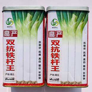 海宸双抗铁杆王大葱种子抗病抗倒伏葱白坚实粗圆叶色深绿春秋种植