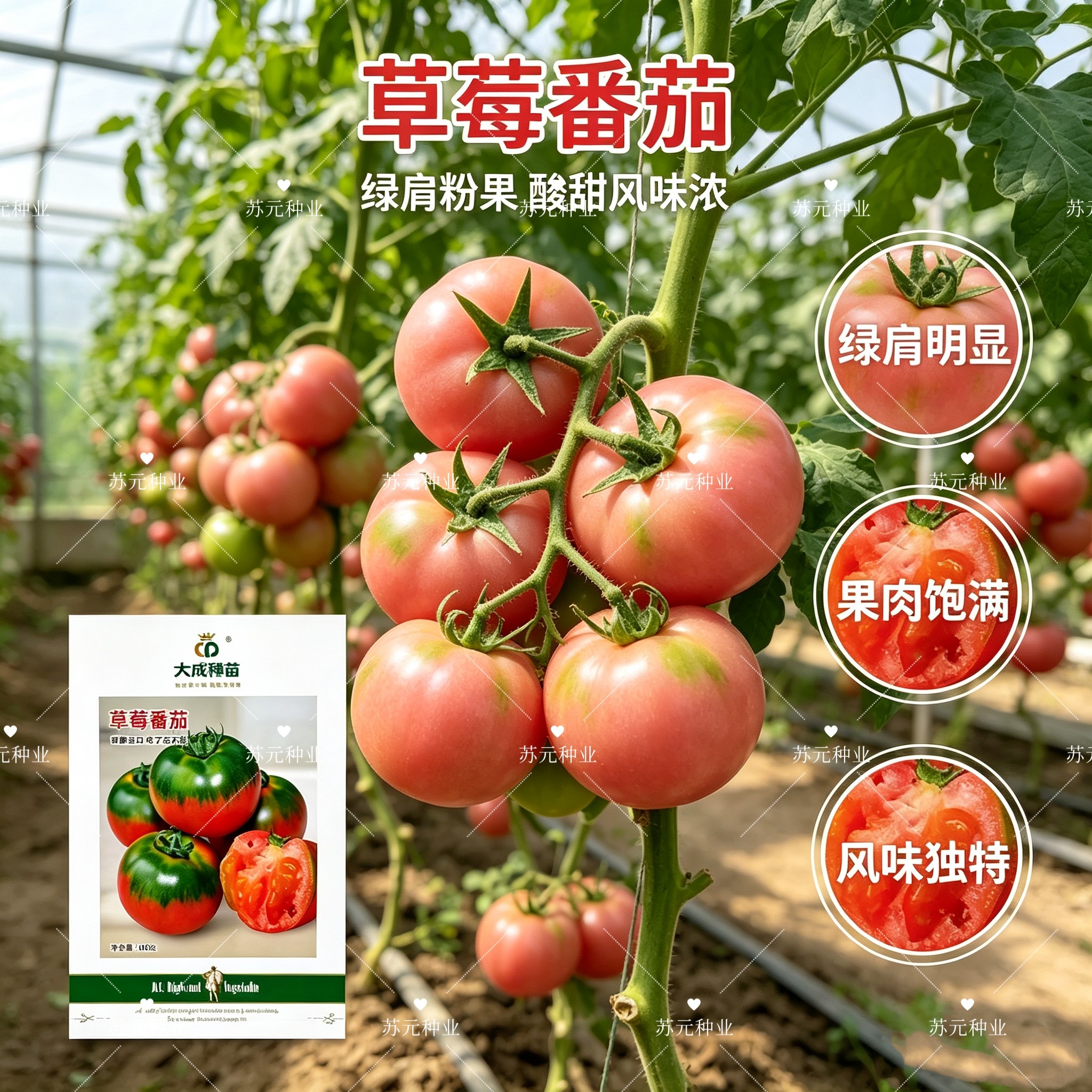 大成种苗草莓番茄种子大果铁皮柿子番茄种子甜脆沙瓤西红柿种籽