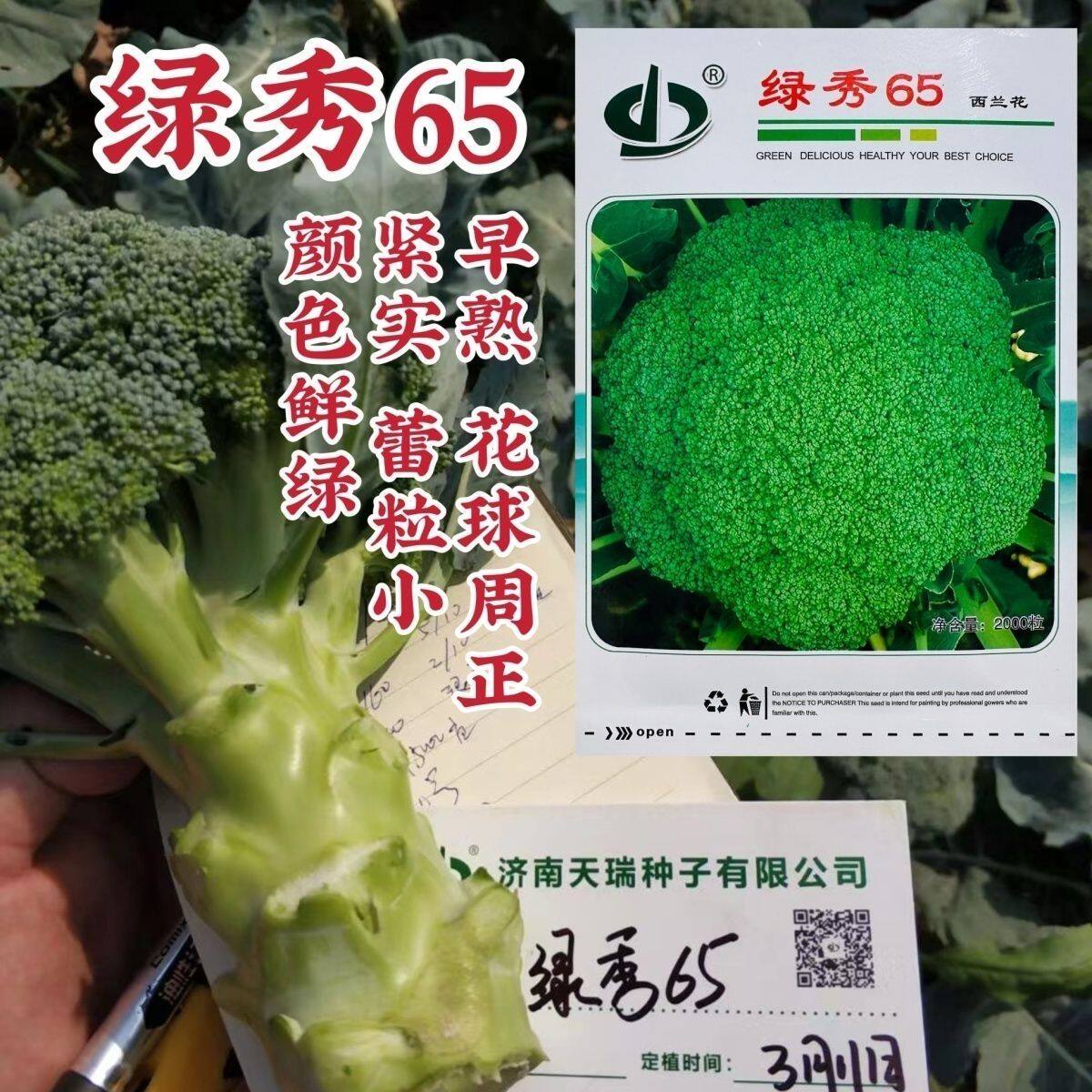 绿秀65西兰花种子早熟株型半直立抗病颜色鲜绿紧实蕾粒小春秋种植