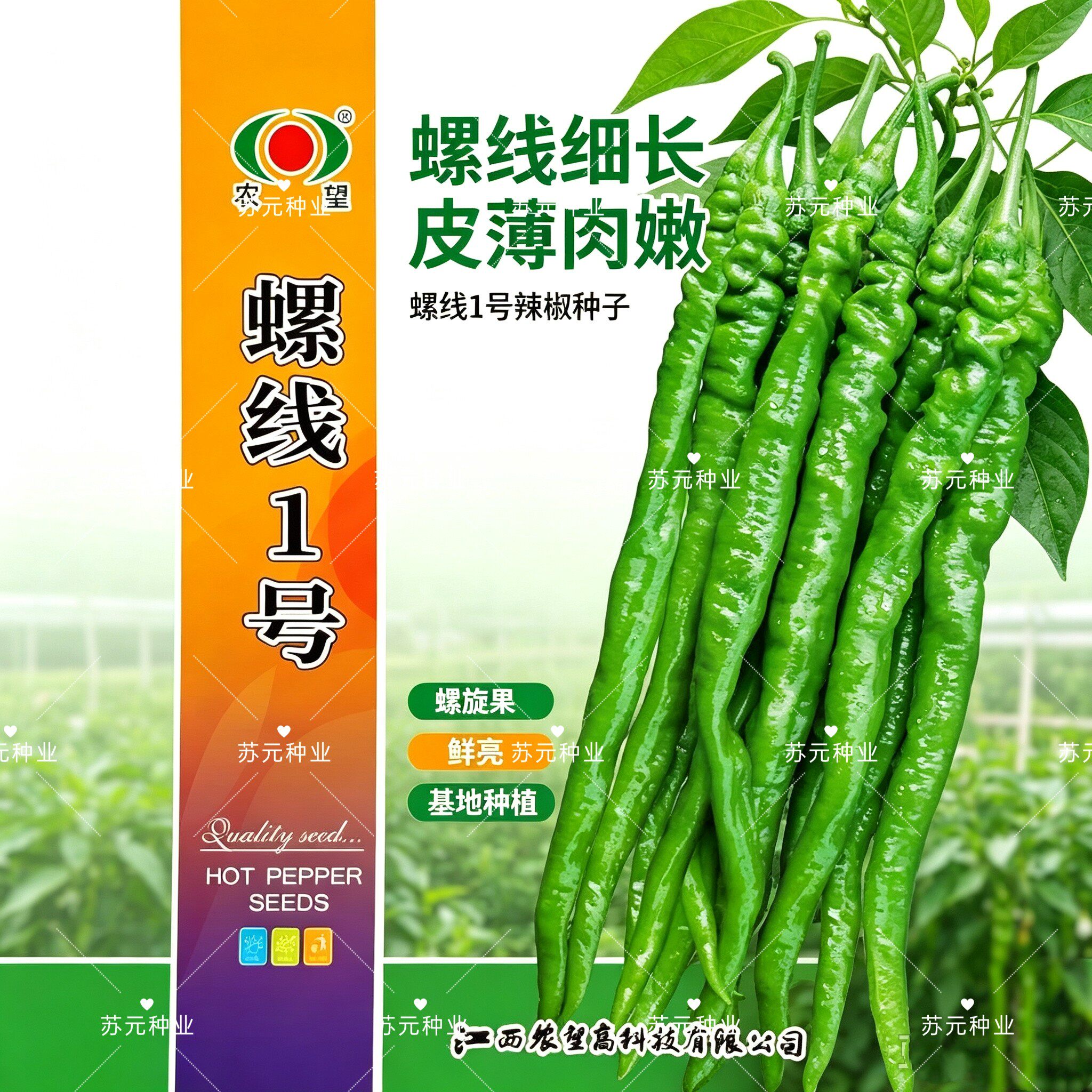 农望螺线1号螺丝线椒种子口感好浓辣长果早熟高产商品性佳春秋播