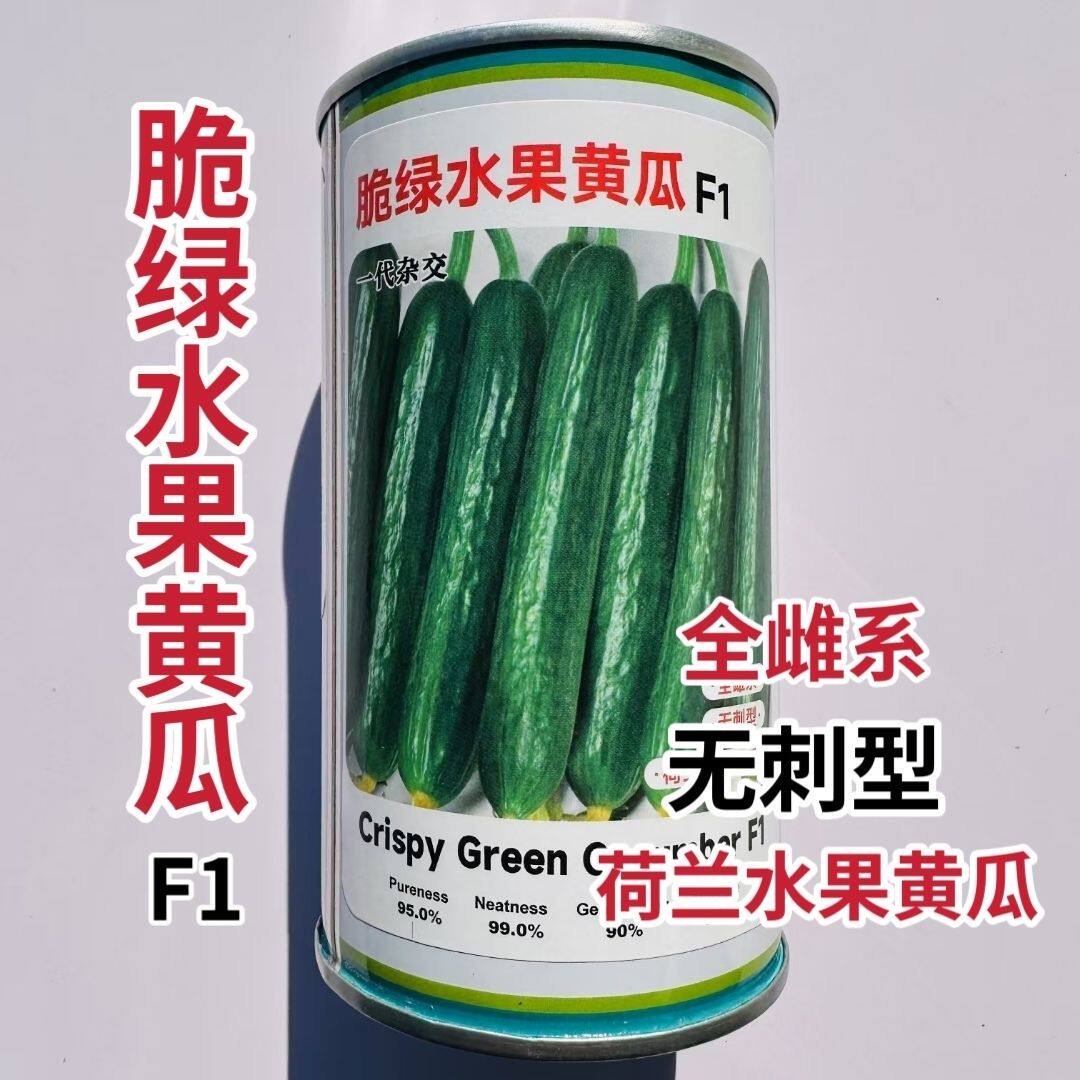 脆绿水果黄瓜种子荷兰水果黄瓜种籽全雌无刺清香甜脆杂交大田用种