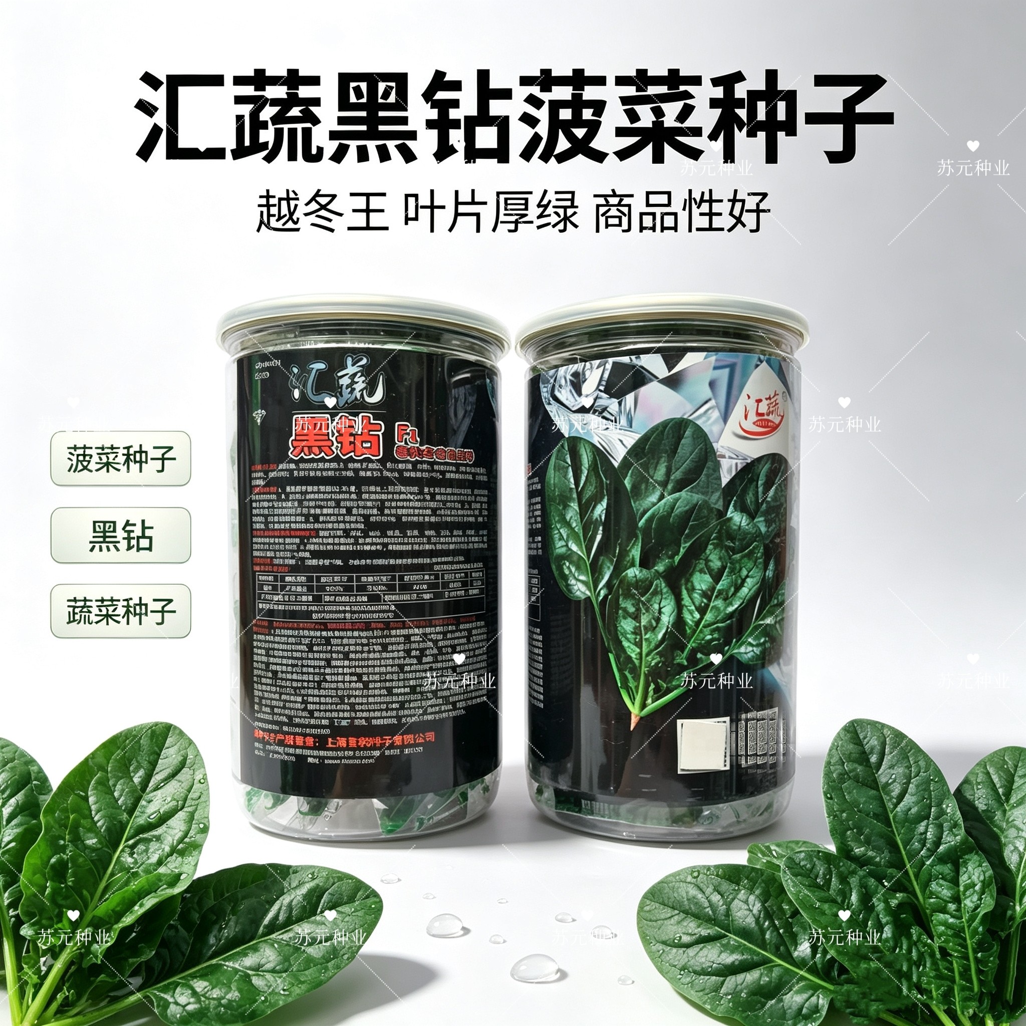 汇蔬黑钻菠菜种子 耐抽苔抗病菠菜 叶片圆形 半直立 春秋播种菠菜