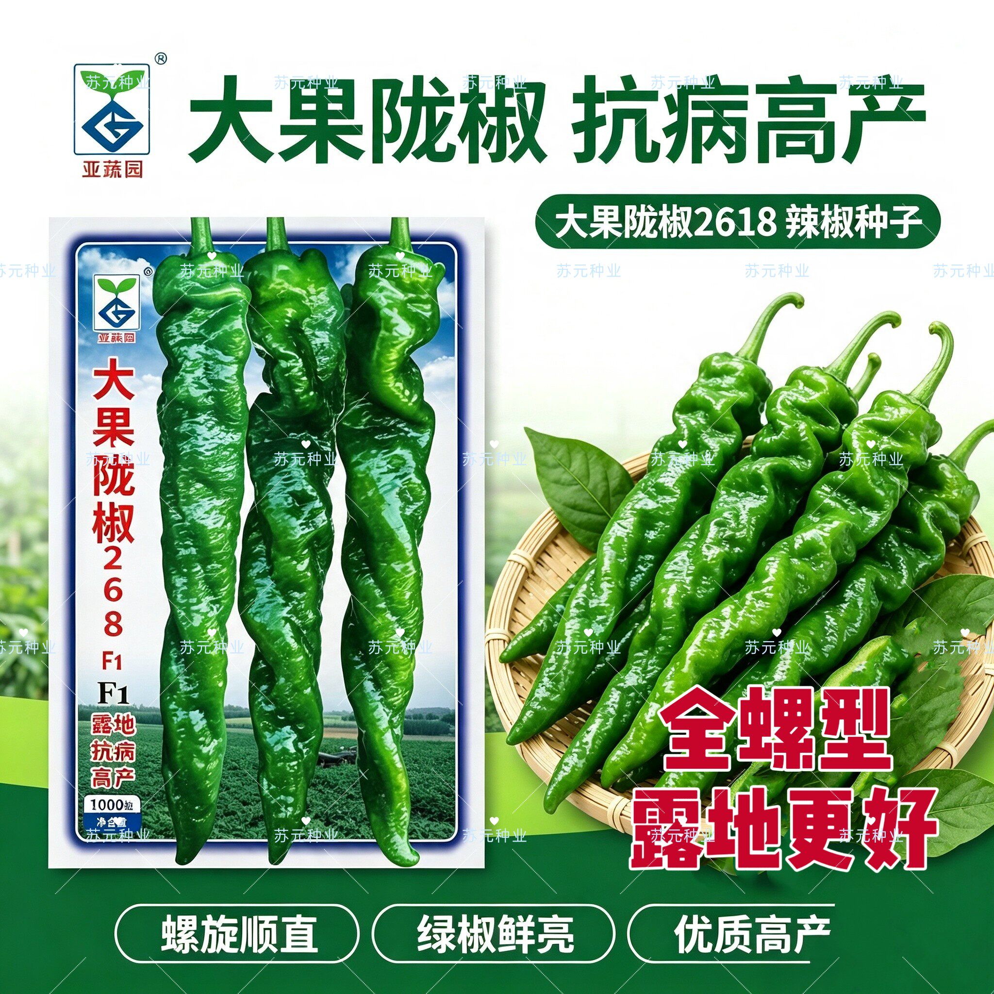 大果陇椒2618全螺螺丝椒种子露地栽培早熟抗病椒条顺直皮薄肉厚籽