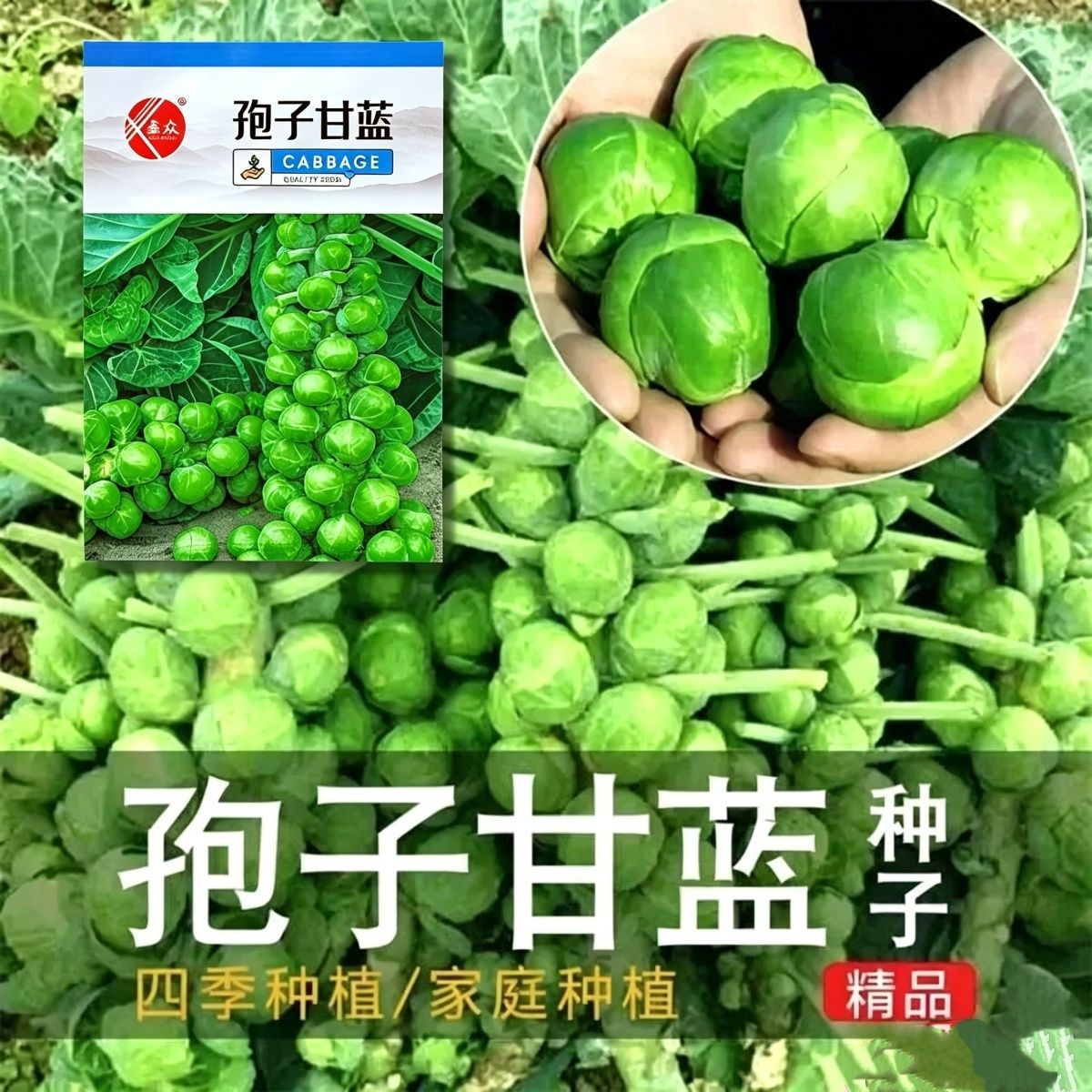 鑫众孢子甘蓝种子迷你小包菜种籽高产抗病农家菜园春秋播种蔬菜种