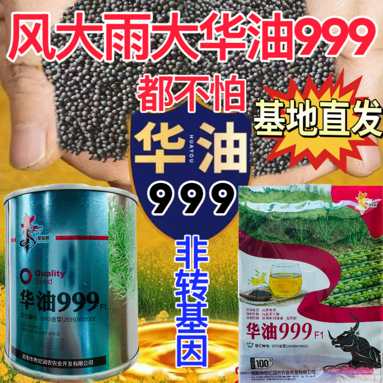 华油999油菜种子杂交高产矮杆耐寒抗倒早熟油菜籽种孑油率高榨油