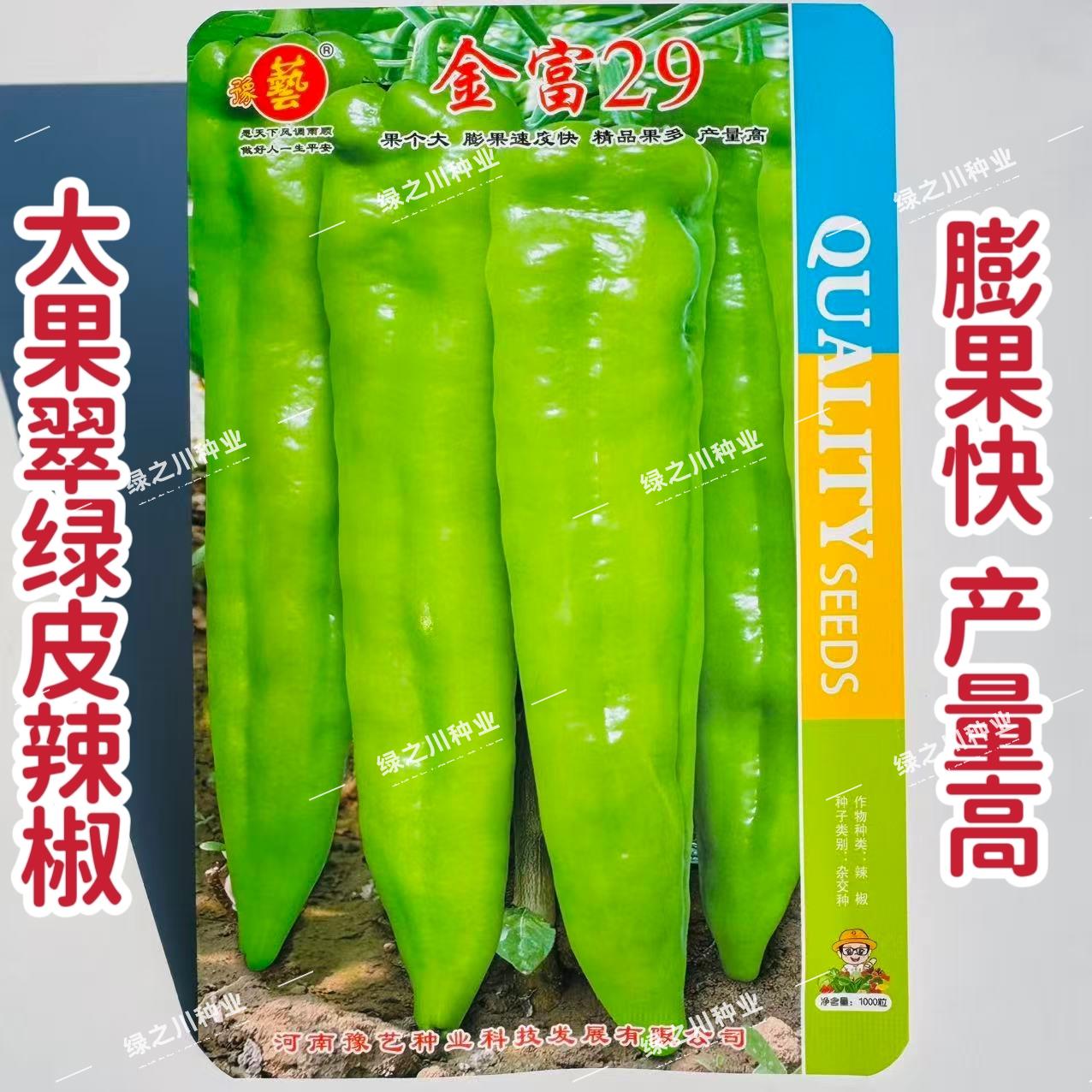 金富29辣椒种子大果早熟牛角椒种子翠绿色大尖椒种籽产量高