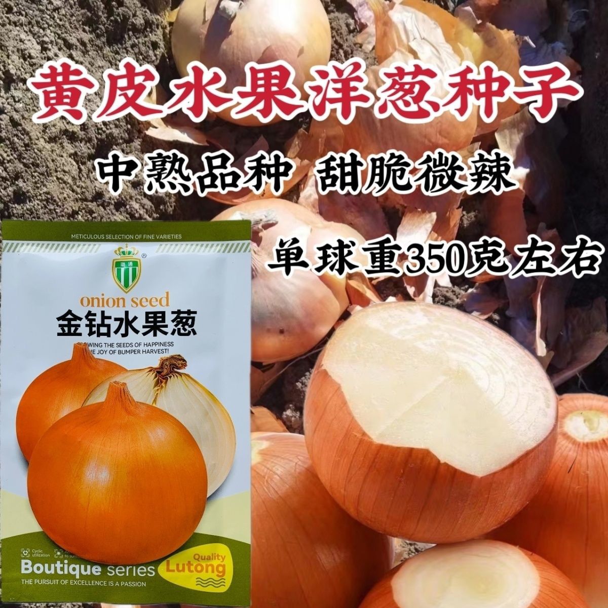 璐通金钻水果葱黄皮圆球型洋葱种子 中熟品种甜脆微辣 大小一致