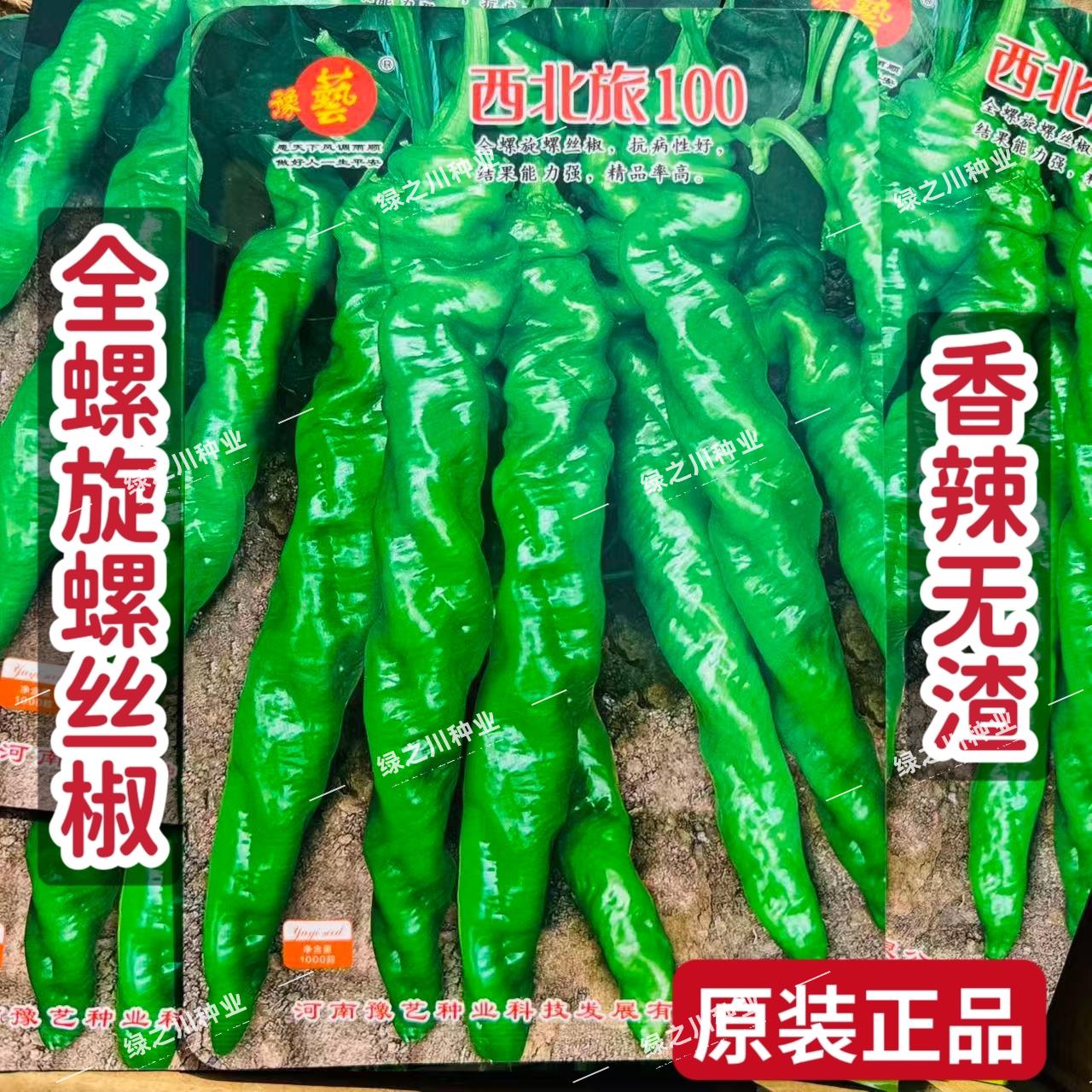 西北旅100螺丝椒种子早熟全螺旋螺丝椒种籽香辣无渣顺直高产辣椒