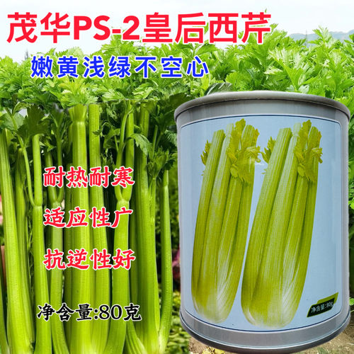PS-2皇后西芹芹菜种子种籽耐低温菜籽冬季高产早熟耐抽苔蔬菜孑籽