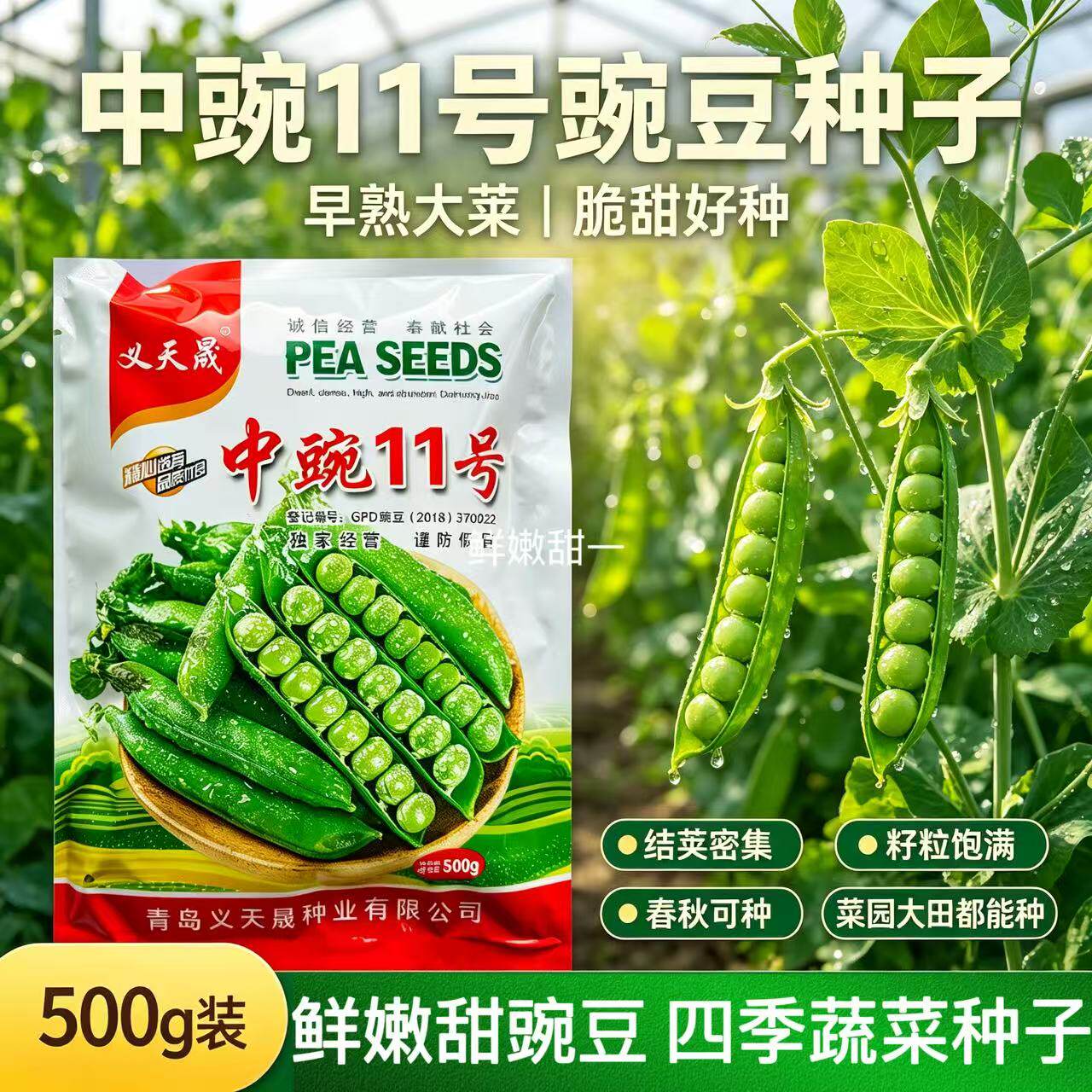 中豌11号豌豆种子早熟抗病高产水果甜豌四季农用大田青豌豆种籽