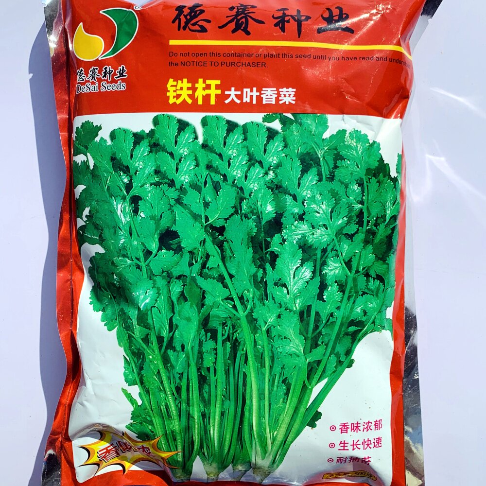 铁杆大叶香菜种子耐热耐抽苔大叶香菜种籽农家大田基地春夏秋播种