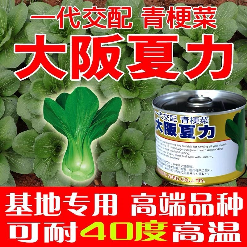 大阪夏力青梗菜种子生长期短夏秋播阳台菜园青菜耐热上海青油菜籽