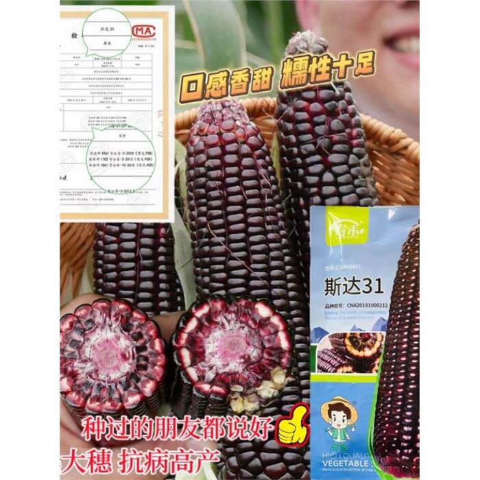 斯达31黑甜糯玉米种子早熟高产抗病苞谷种籽鲜食糯种苗抗病高产