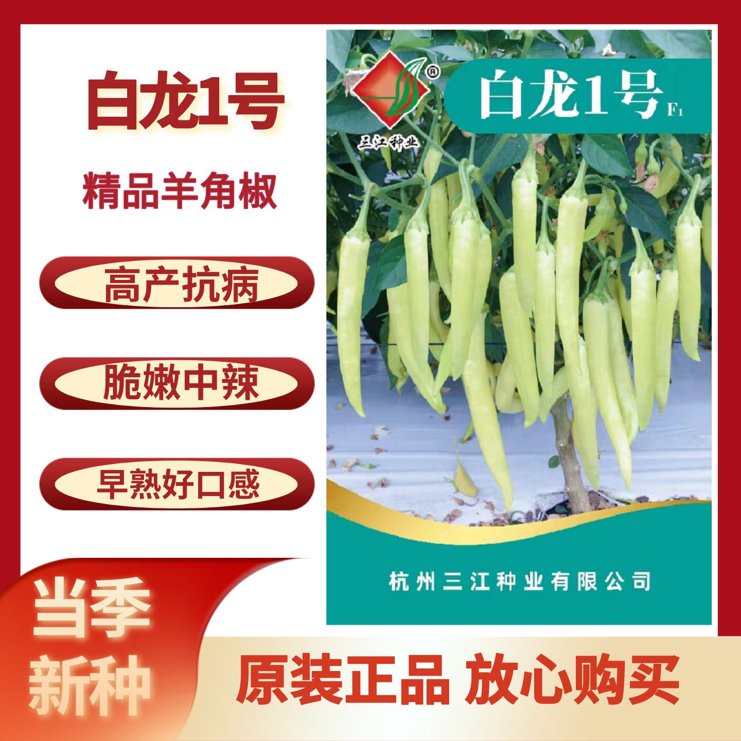 白龙1号白辣椒种子不辣微辣羊角椒种籽口感鲜美春秋种植蔬菜种子